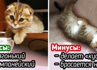 15 власників написали іронічні огляди на своїх котів. І не завжди зрозуміло, навіщо ми тримаємо цих вреднючек