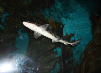 Виявлені сліди стародавнього масового вимирання акул