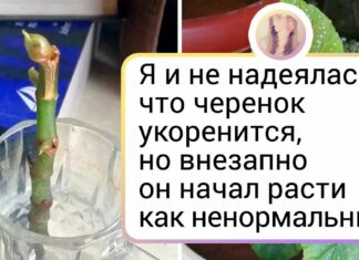 19 любителів рослин, які і суху гілку змусять зацвісти