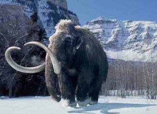 Відео: чому вчені хочуть оживити мамонтів, і як це допоможе планеті та екології