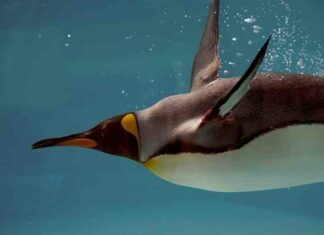 Як живе королівський пінгвін: 10 цікавих особливостей з життя великої нелітаючої птиці