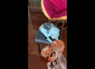 Відео: смішна реакція сплячої кішки на креветку