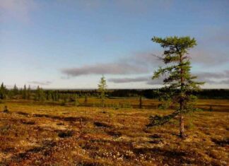 Таймирські мамонти дожили до бронзового віку. Але чому не до наших днів?