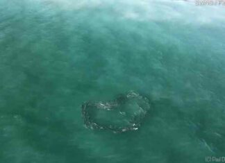 Відео: коли риби плавають у формі серця-це полювання, а не любов