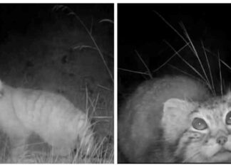 Альберт пірпойнт-останній кат імперії