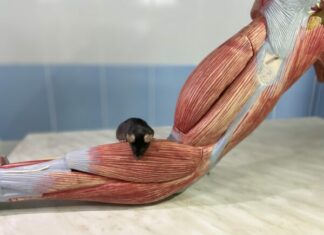 Препарат проти гепатиту та віл поліпшив стан мишей з м’язовою дистрофією