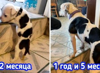 18 доказів того, що часом щеня за кілька місяців може перетворитися на ведмедика