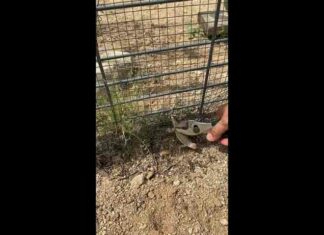 Смішне відео: жінка допомогла ящірці вибратися на волю, але та тут же застрягла знову