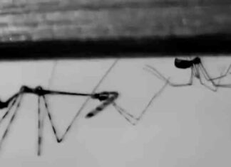 Альберт пірпойнт-останній кат імперії