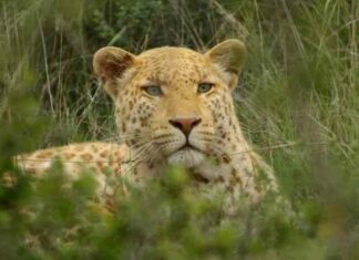 Альберт пірпойнт-останній кат імперії