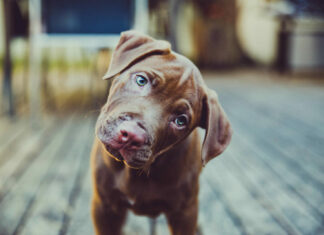 Вчені дізналися, чому собаки нахиляють голову набік при спілкуванні з людиною