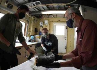 Біля узбережжя каліфорнії був виявлений 100000-річний бивень мамонта