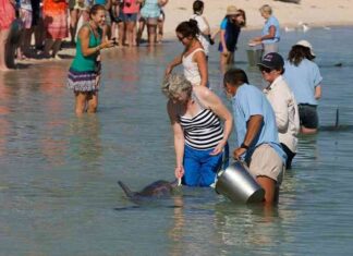 Де знаходиться єдиний пляж в світі, на якому можна погодувати дельфінів