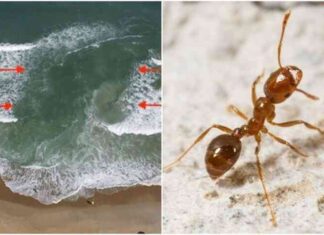 20 сигналів природи, які попереджають нас про небезпеку (21 фото)