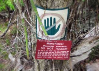 Відео: що буде, якщо доторкнутися до самого отруйної рослини в світі