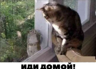 Алкопост на вечір цієї п’ятниці (30 фото)