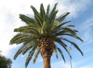 У мгу змоделювали поведінку полімерів, що нагадують пальми