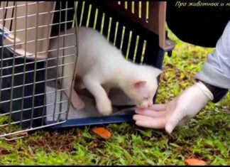 Відео: у колумбії виявили єдиного на планеті білого ягуарунді