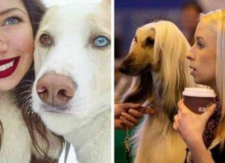 Тварини, які дуже схожі на своїх господарів (16 фото)