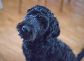 20 порід собак, які будуть раді скласти компанію в подорожах