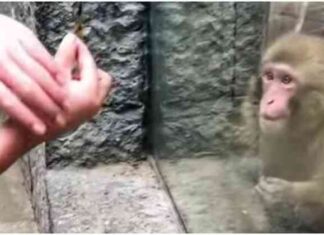 Кумедна реакція мавпи на фокус