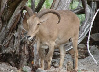 Тайны дикой природы Техаса: Ауадад и снежный баран — неожиданные соседи по болезням