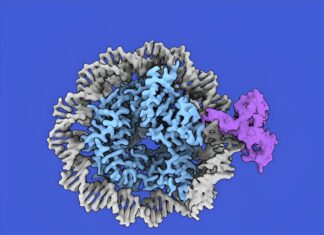 Тайна ДНК-сенсора: CDCA7 – новый ключ к эпигенетике