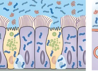 Нано-Щетка для Легких: Новая Надежда для Хронических Заболеваний
