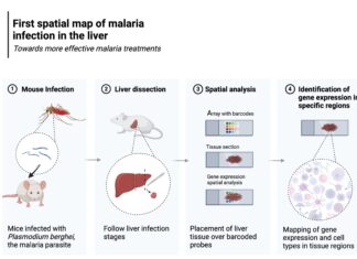 Карта Малярии в Печени: Новые Возможности для Победы над Заразой