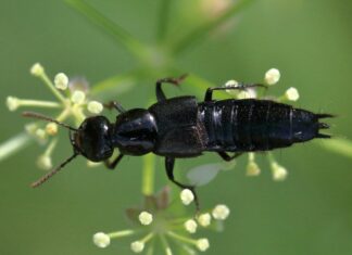 Тайна Лесных Теневых Миров: Неизвестные Жуки Под Угрозой Исчезновения