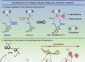 Тайна серотонина и депрессии: флуоресцентный зонд проливает свет на механизмы болезни