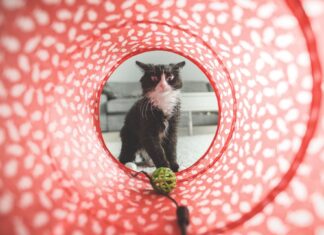 Загадка “Приноса”: Кошки – Не только Мягкие Ласковицы, Но и Хитрые Охотники