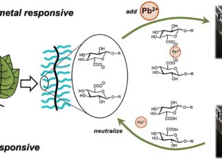 Сахарная Защита: Полимеры из Растений Очищают Воду от Тяжелых Металлов