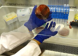 Микроскопический Воин: Как Klebsiella pneumoniae Учитсь Побеждать Антибиотики