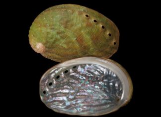 Тайна Манаватавы: Новое открытие в мире пауа