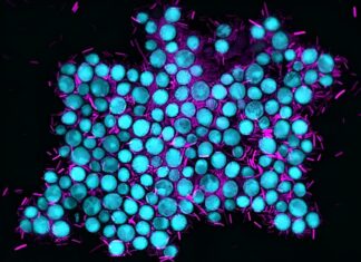 Тайна Микроскопического Сотрудничества: Как Эволюция Формирует Взаимовыгодные Отношения