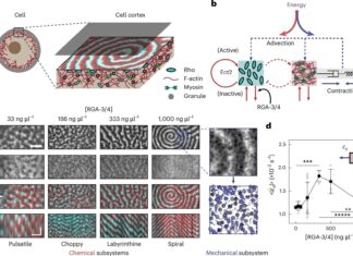 Раскрывая Таинственный Танцпол Клетки: Энергетические Паттерны и Здоровье