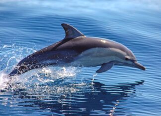 Тайны Водолазного Костяка: Как Киты и Дельфины Приспособились к Жизни в Воде