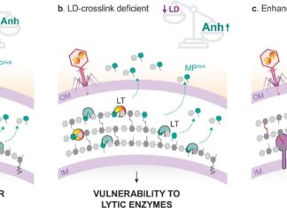 Тайна Несокрушимой Бактериальной Защиты: Новое Открытие в Мире Клеточных Стенек