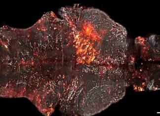 Раскрывая Тайны Жизни: Новые Биосенсоры Освещают Физиологические Симфонии Живых Существ