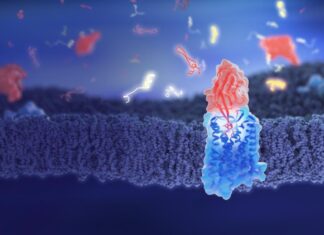 Лама-Антитела: Новая Застава в Бою с Опиоидной Аваторией