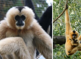 Тайны Жестового Бallets: Когда Танцуют Гиббоны