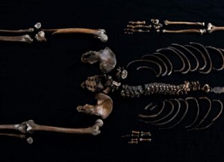 Из Глубин Веков: Тайна “Колодезного Человека” Раскрыта ДНК