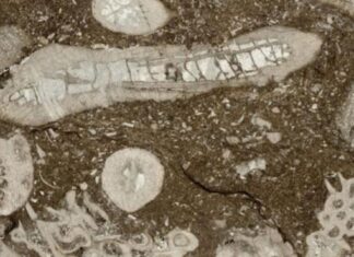 Тайна Древних Рифов: Фотосимбиоз – Ключ к Процветанию Миллионы Лет Назад