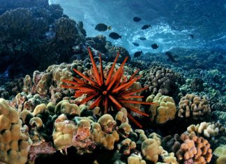 Загроза з глибини: Гавайські рифи на порозі безпрецедентного підкислення океану