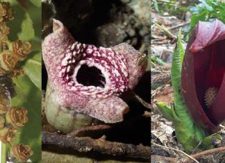 Генетичний трюк змушує ці смердючі рослини смердіти гнилою плоттю