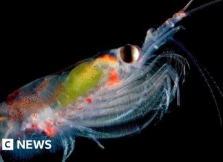 Чому вчені підраховують крихітний антарктичний криль з космосу