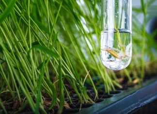 Супер-Рис: Крихітний Герой Космічної Колонії