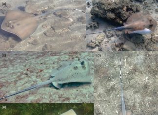 На Фіджі виявлено новий вид синьо-плямистого маскрея