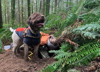 За допомогою собак-шукачів та секвенування ДНК дослідники виявили три нові види трюфелів